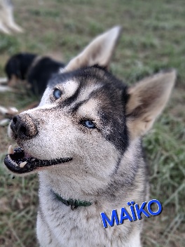 Maïko
